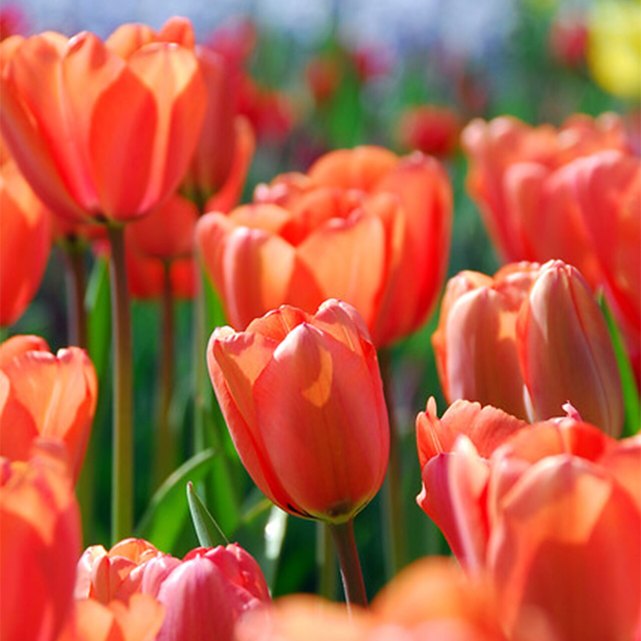 tulipe
