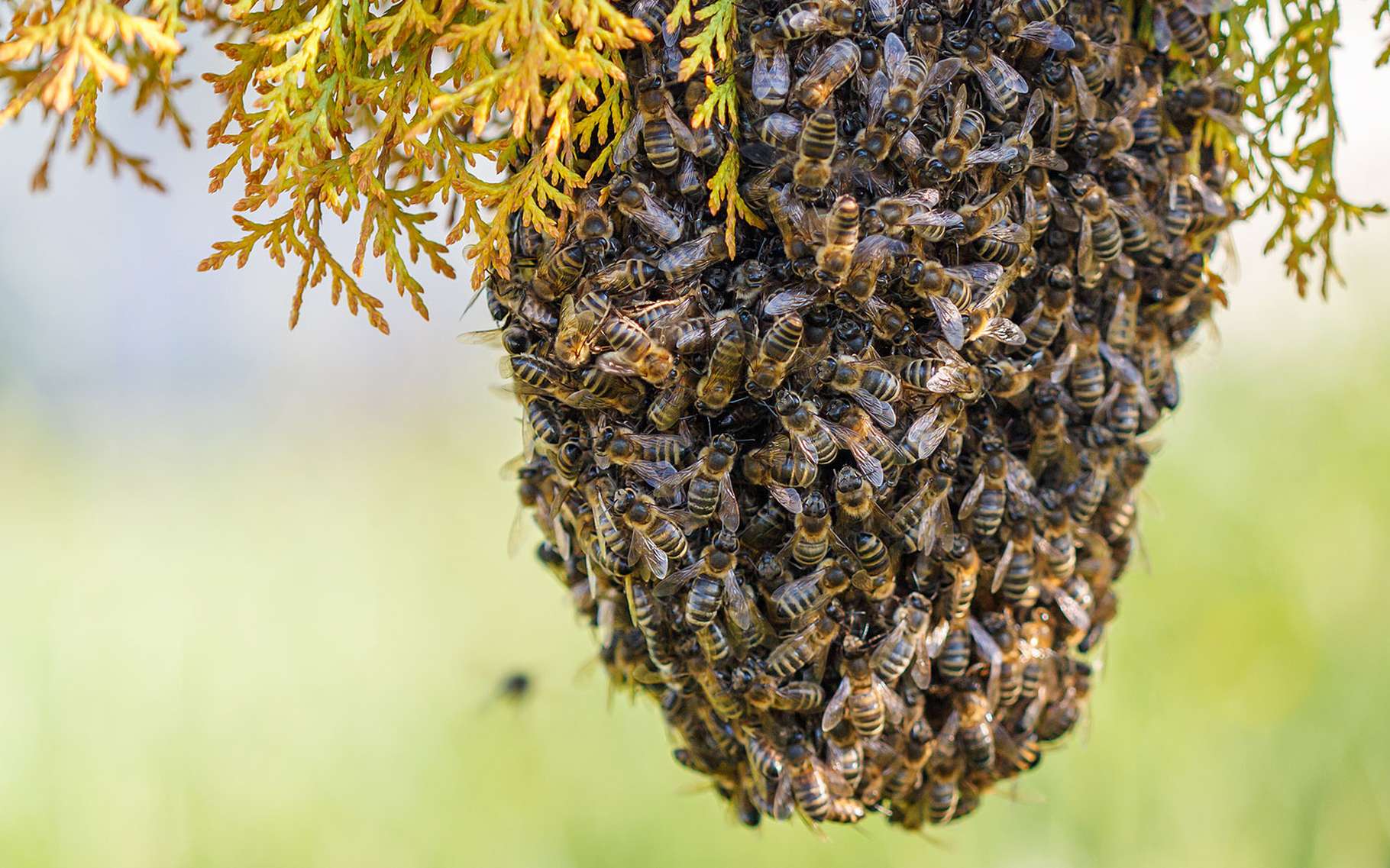 Abeilles