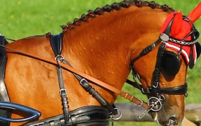 Championnat Suisse d&rsquo;attelage